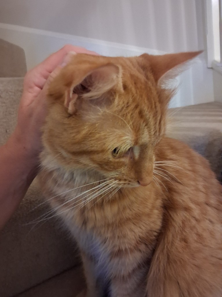 Ginger cat being stroked during a Black Cricket Animal Services cat visit
