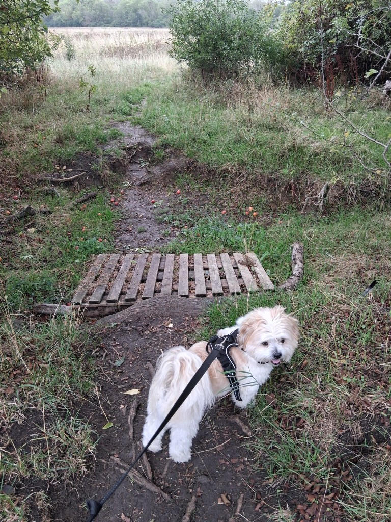 Small dog on a countryside walk in Wilstead with Black Cricket Animal Services