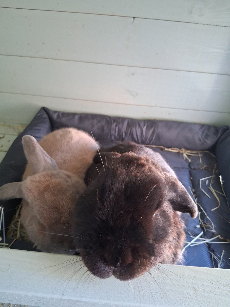 Two rabbits resting together during Black Cricket Animal Services small animal care