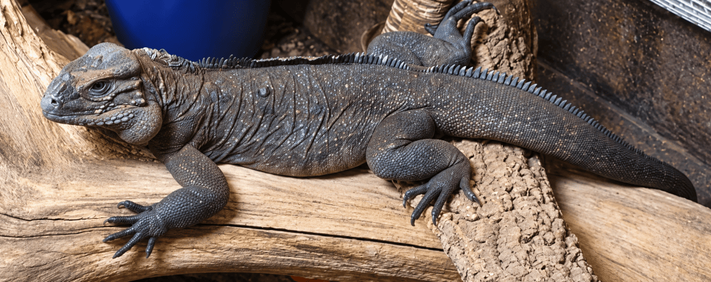 Rhino iguana cared for by Black Cricket Animal Services