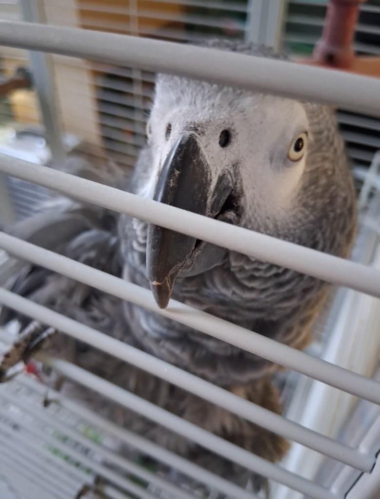 African grey parrot cared for by Black Cricket Animal Services