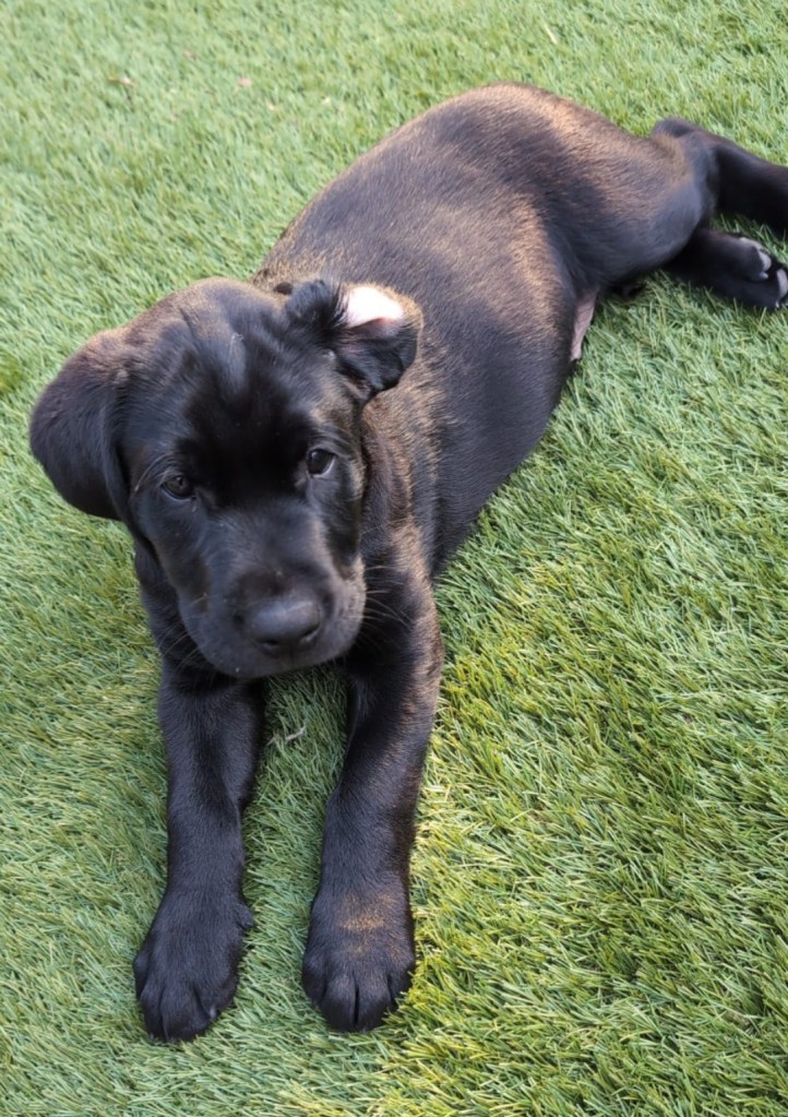 Black puppy during a Black Cricket Animal Services puppy visit