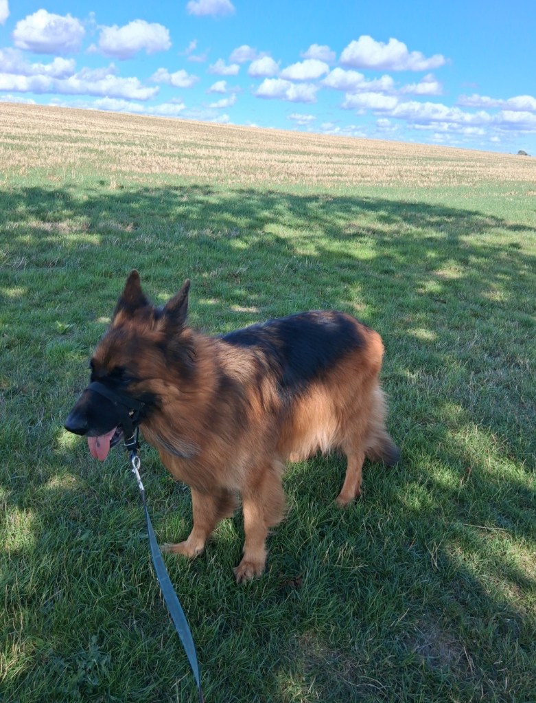 German Shepherd on a countryside walk with Black Cricket Animal Services