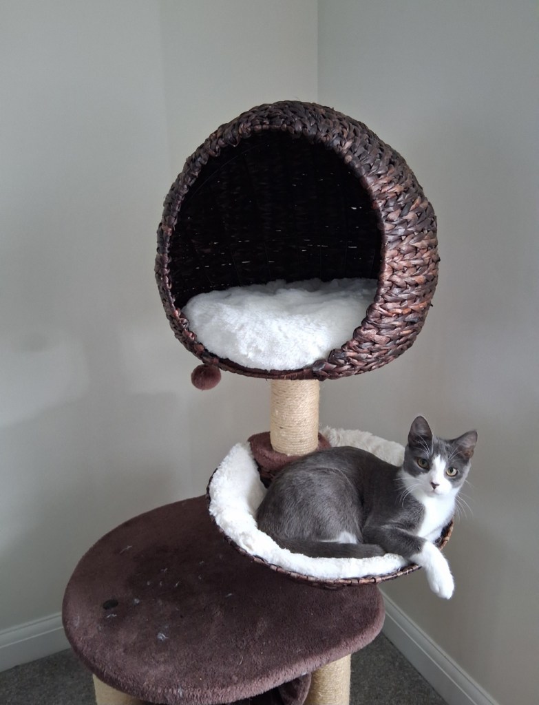 Grey and white kitten relaxing at home during a Black Cricket Animal Services cat visit