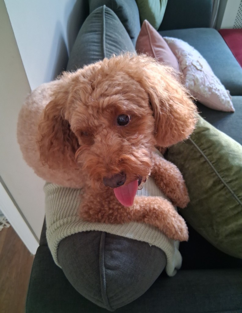 Small dog relaxing at home during a Black Cricket Animal Services pet sitting visit