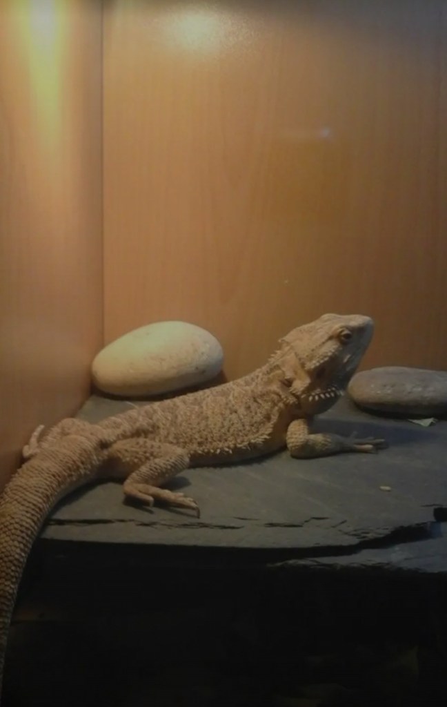 Bearded dragon in specialist reptile care with Black Cricket Animal Services