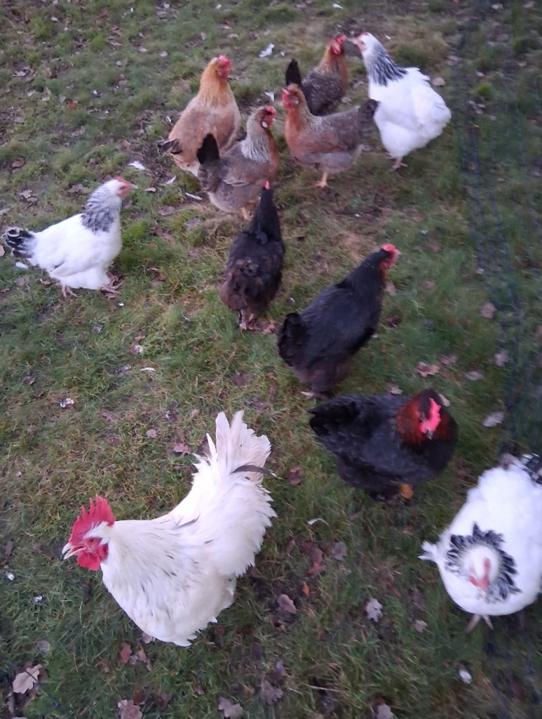 Free-range chickens cared for by Black Cricket Animal Services