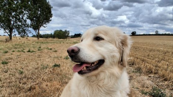 Golden retriever sitting in a field  in Stagsden during a Black Cricket Animal Services dog walk.